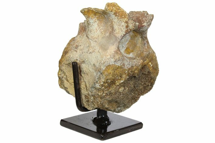 Ceratopsian Dinosaur Caudal Vertebra - Judith River Formation #145679